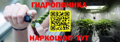 стафф Кингисепп
